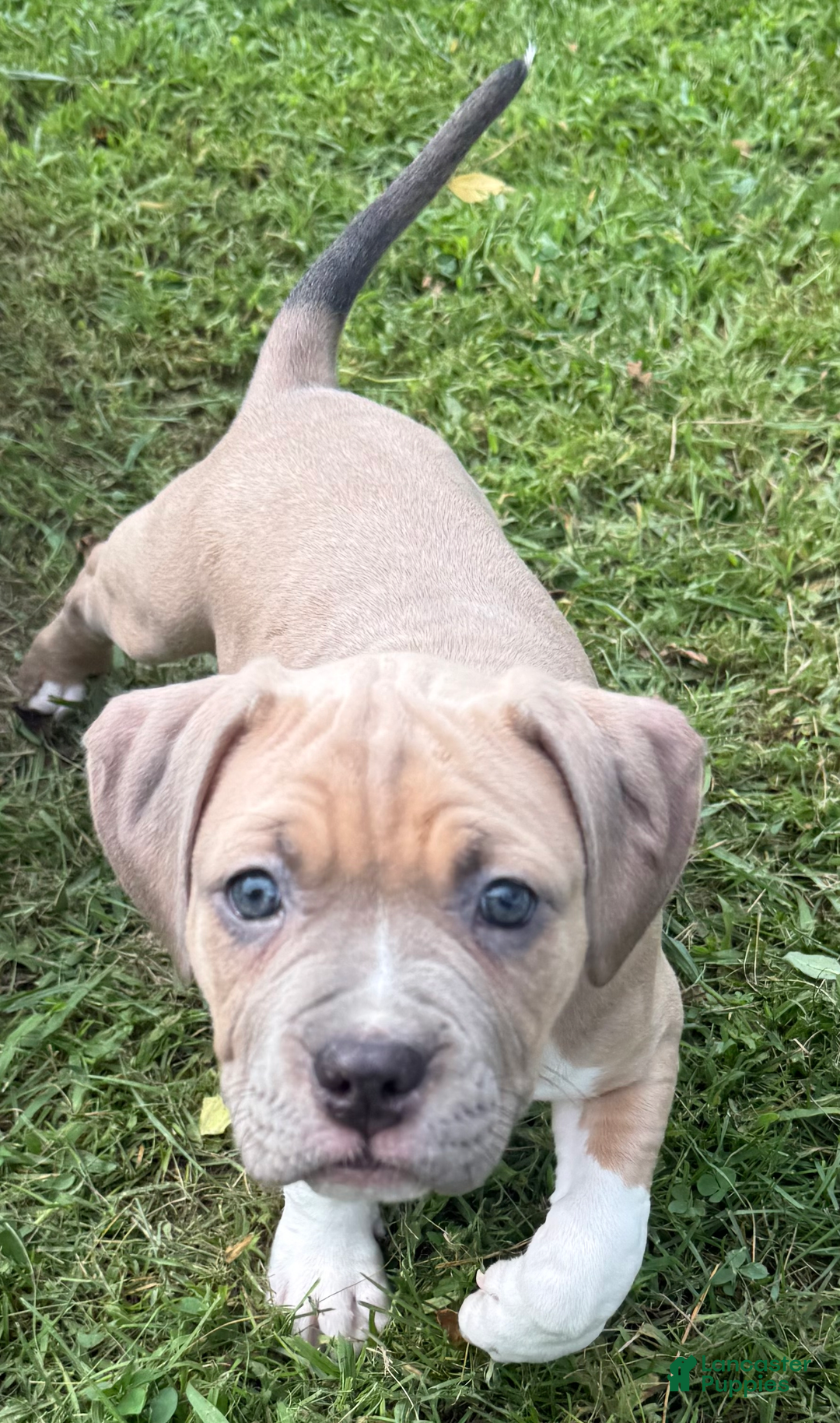 American Pit Bull Terrier dogs for sale: Russ - Image 28