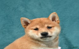 Shiba Inu dogs for sale: Easton - Image 4