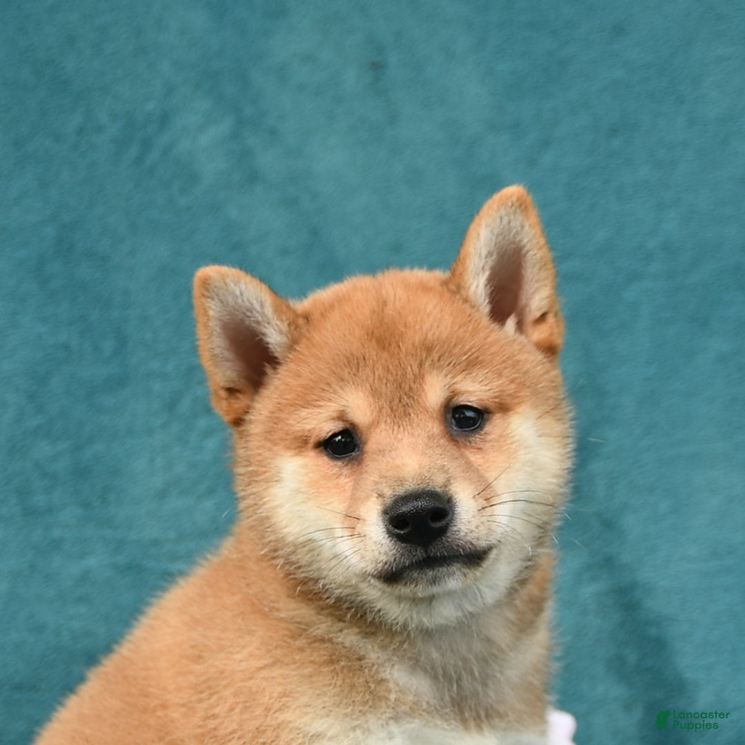 Shiba Inu dogs for sale: Easton - Image 4