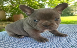 French Bulldog dogs for sale: Bruno - Image 2