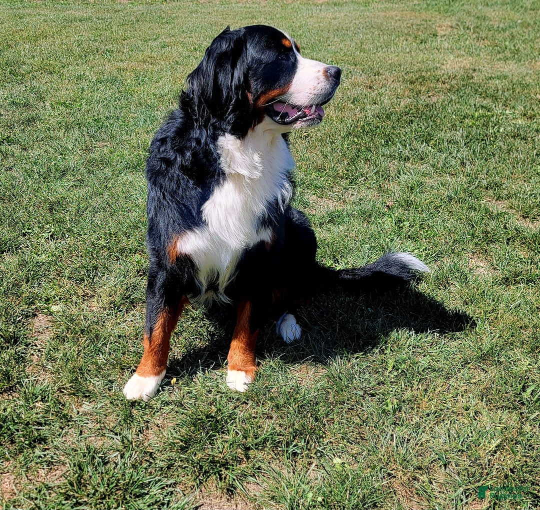 Bernese Mountain Dog dogs for sale: Charlie - Image 2