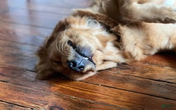 Golden Retriever dogs for sale: Rambo - Image 4