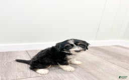 Mini Bernedoodle dogs for sale: Annie - Image 1