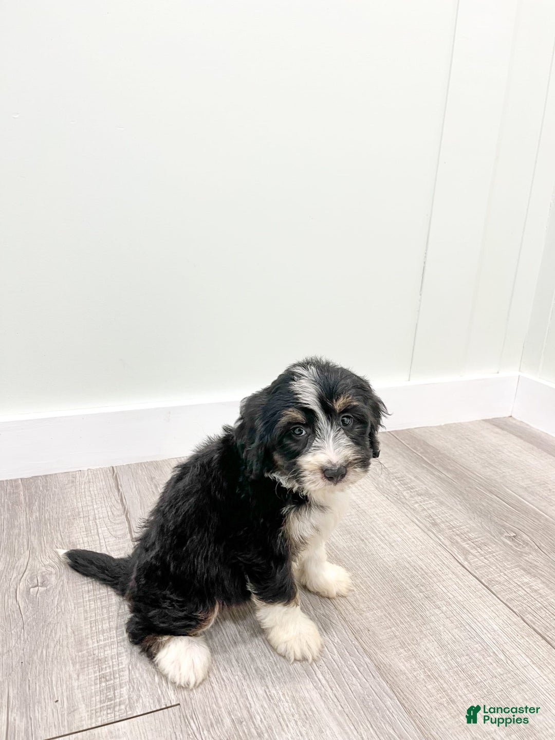 Mini Bernedoodle dogs for sale: Annie - Image 1