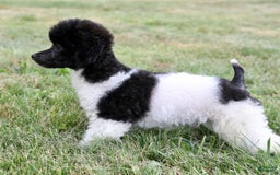 Miniature Poodle dogs for sale: Nugget - Image 7