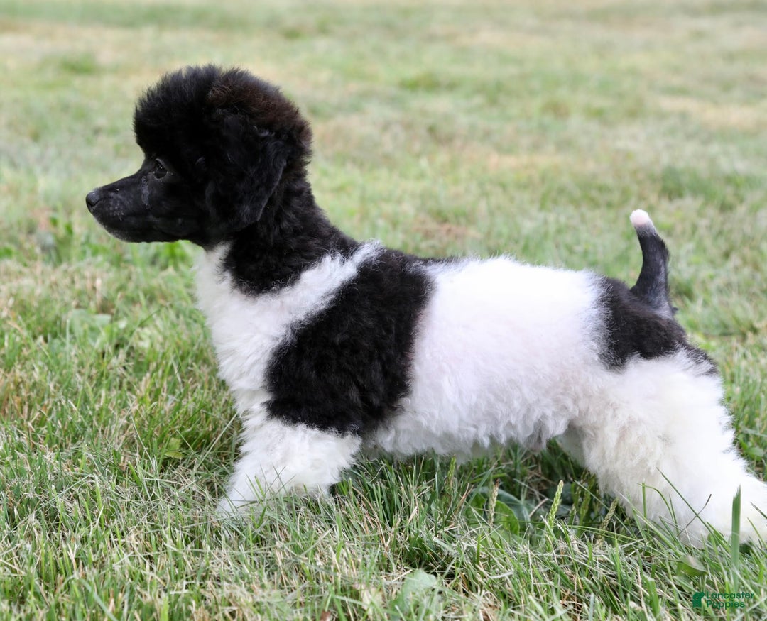 Miniature Poodle dogs for sale: Nugget - Image 7