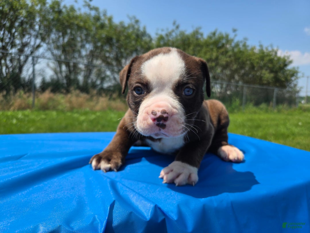 American Bulldog dogs for sale: Harry - Image 9