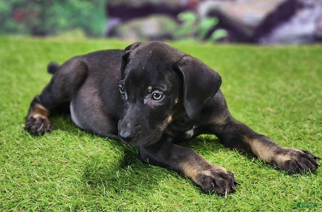 Catahoula Leopard Dog dogs for sale: Jesse 2025 Male 2 - Image 3