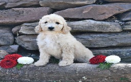 Mini Goldendoodle dogs for sale: Sandy - Image 1