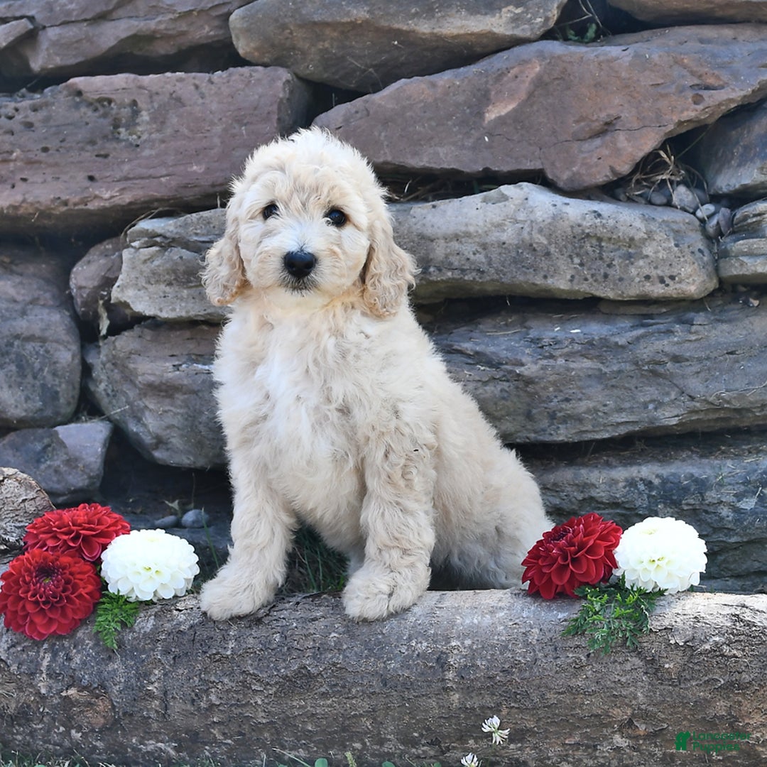 Mini Goldendoodle dogs for sale: Sandy - Image 1
