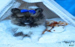 Pomeranian dogs for sale: Bobby - Image 13
