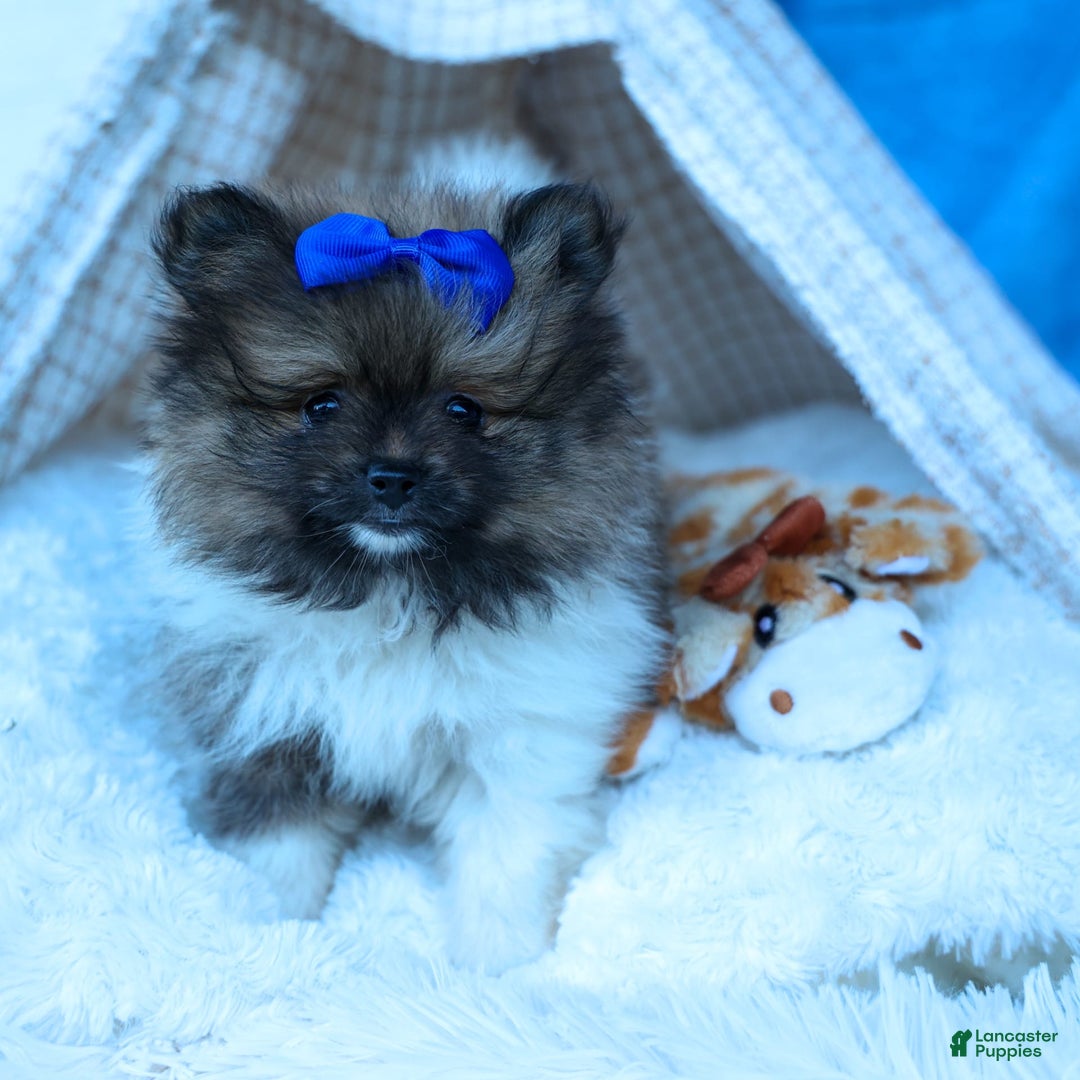 Pomeranian dogs for sale: Bobby - Image 13