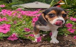 Beagle dogs for sale: Cream - Image 6