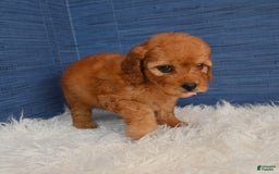 Cavapoo dogs for sale: Izaiah - Image 2