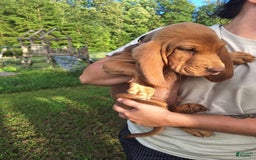 Bloodhound dogs for sale: Orange - Image 2