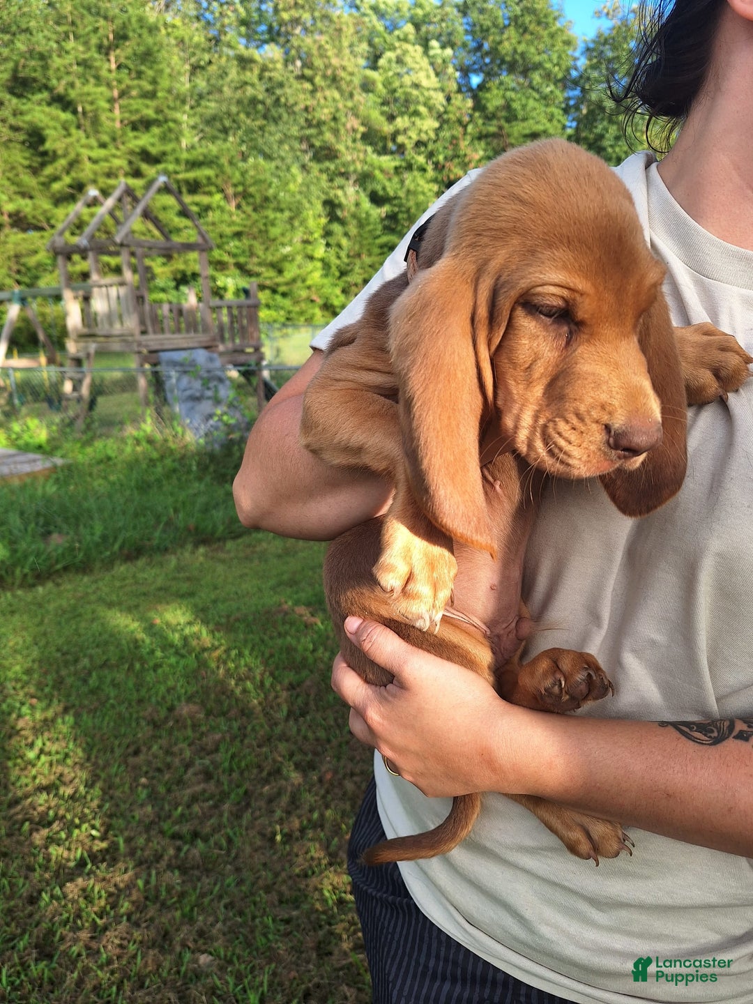 Bloodhound dogs for sale: Orange - Image 2