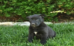 Belgian Malinois dogs for sale: Lily - Image 5