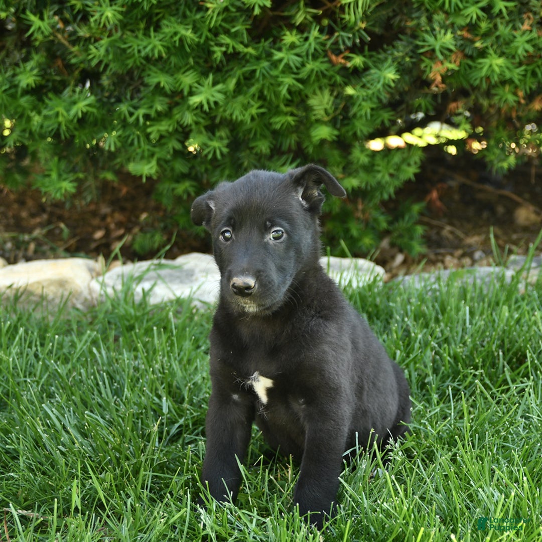 Belgian Malinois dogs for sale: Lily - Image 5