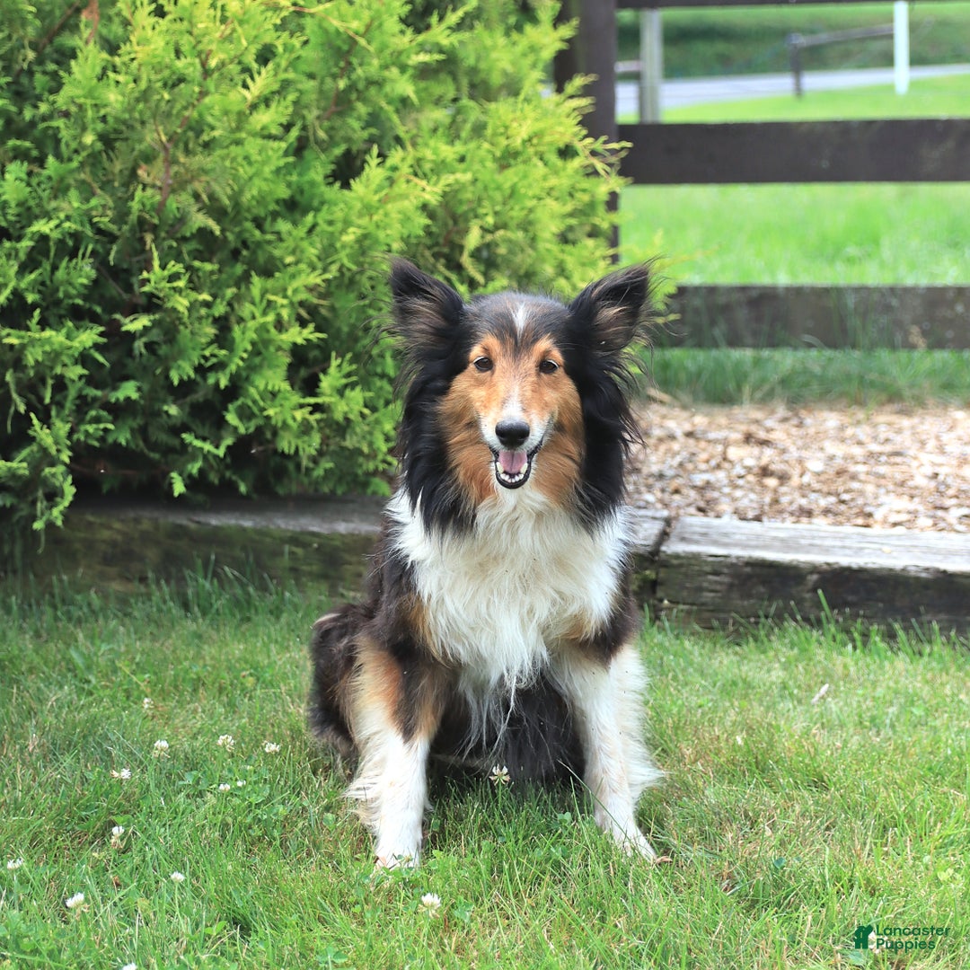 Shetland Sheepdog dogs for sale: Ricky - Image 4