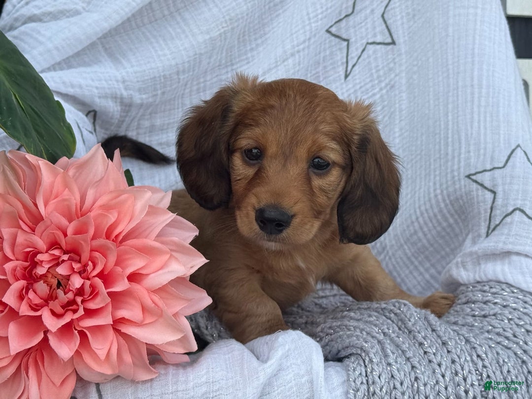 Miniature Dachshund dogs for sale: Buster - Image 12