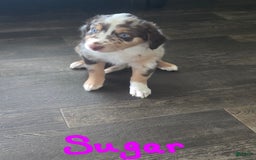 Australian Shepherd dogs for sale: Sugar - Image 1