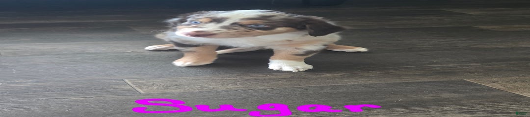 Sugar