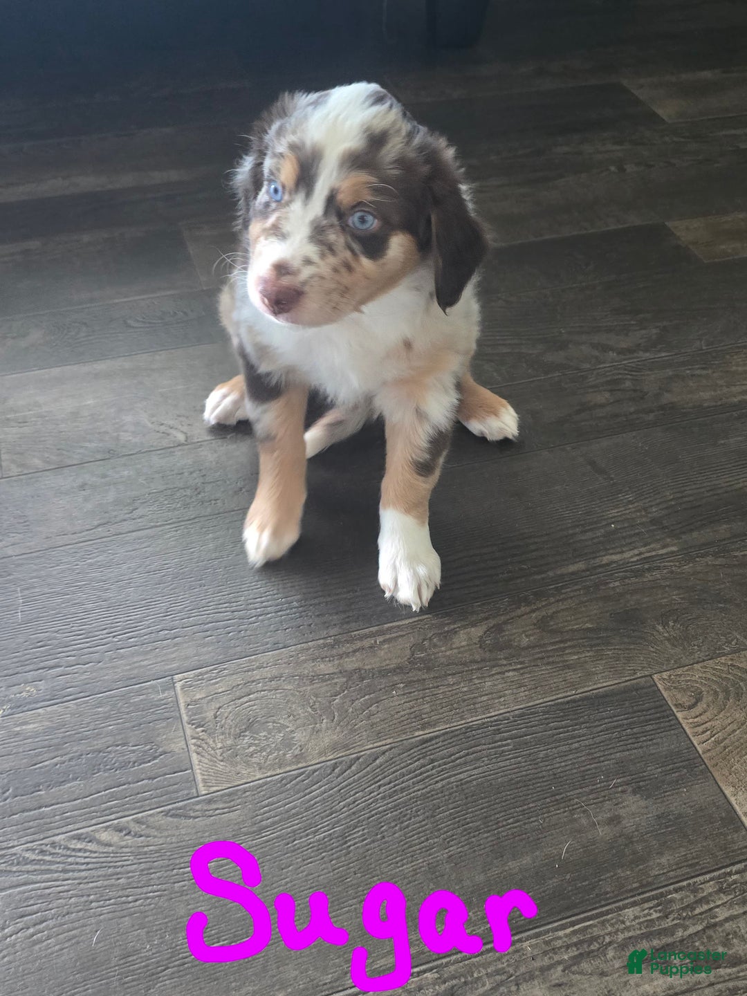 Australian Shepherd dogs for sale: Sugar - Image 1