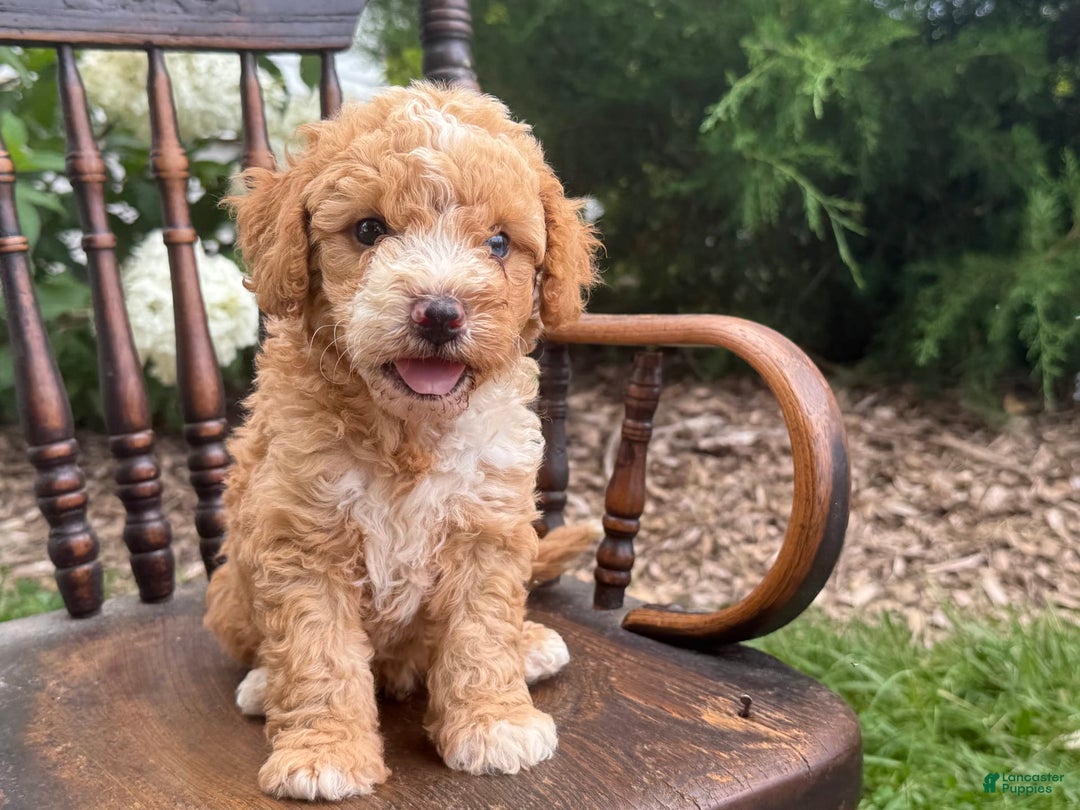 Goldendoodle dogs for sale: Butterfinger - Image 7