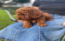  dogs for sale: Finn - Image 4