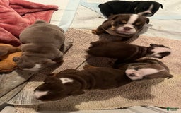 English Bulldog dogs for sale: Bulldog - Image 3