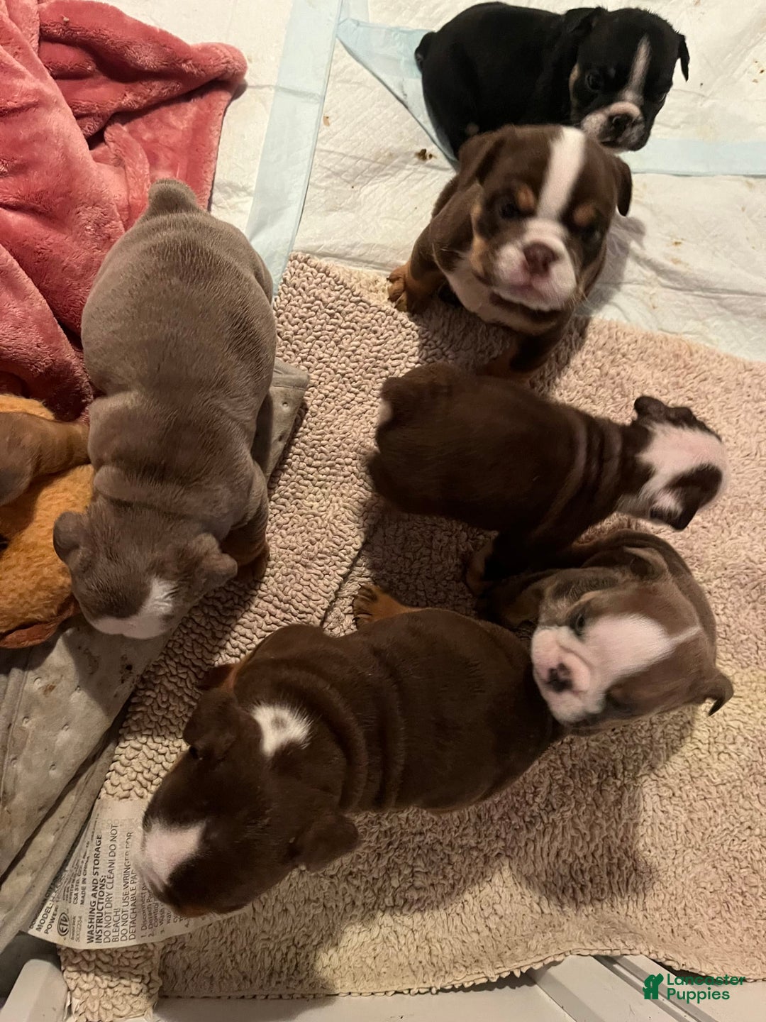 English Bulldog dogs for sale: Bulldog - Image 3