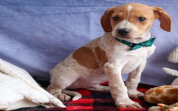Beagle dogs for sale: Cookie - Image 8