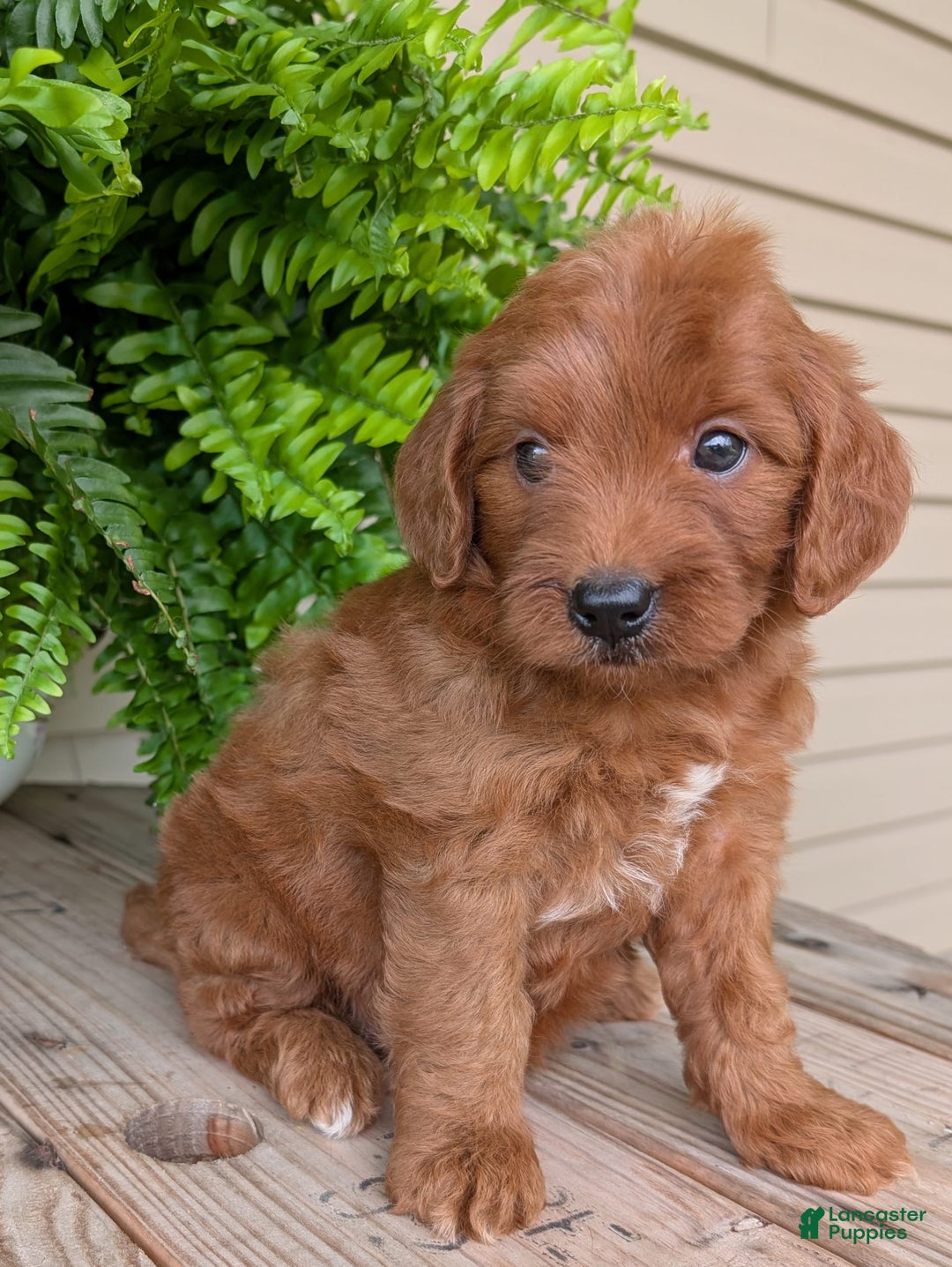 Mini Goldendoodle dogs for sale: Mini-wendy - Image 22