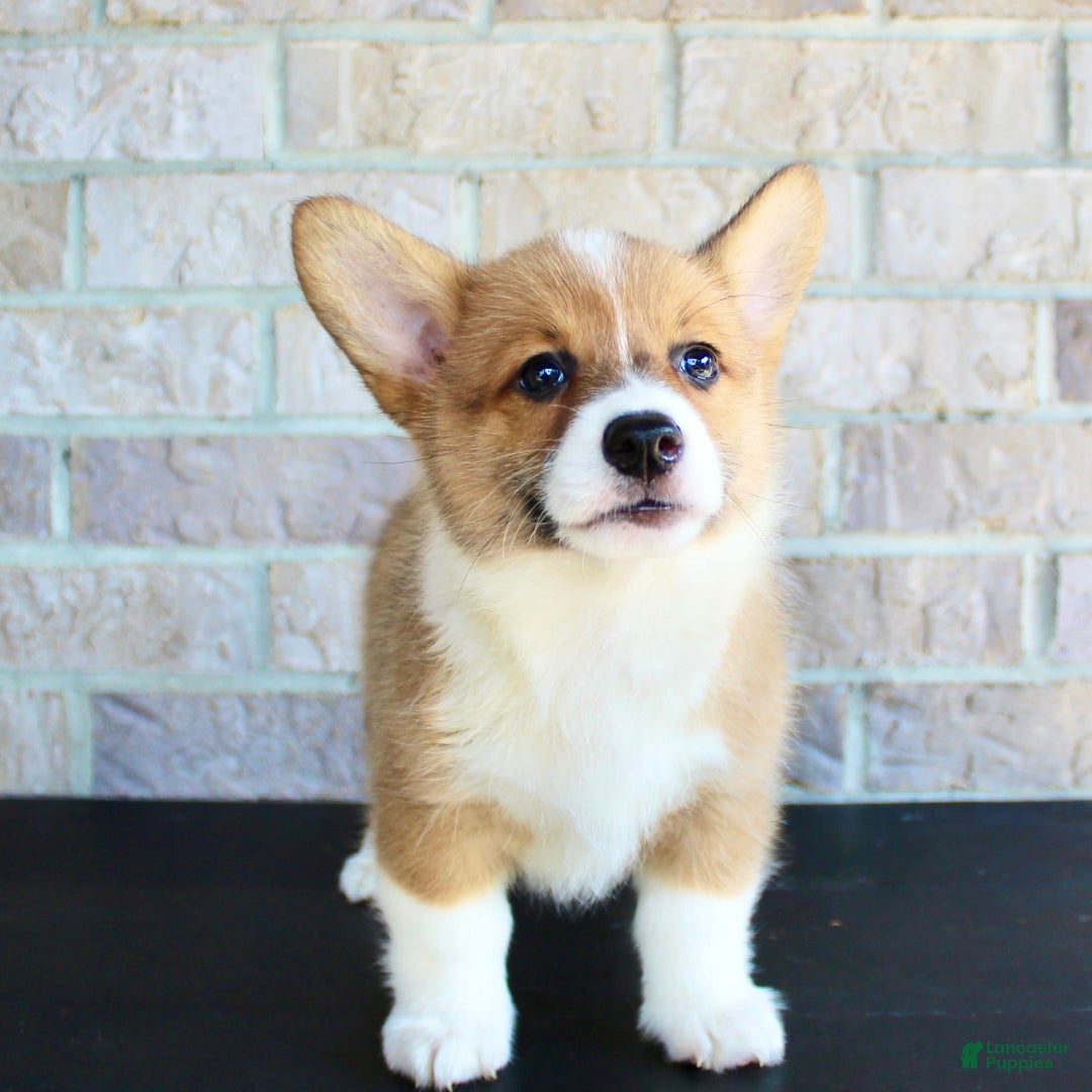 Welsh Corgi Pembroke dogs for sale: Welsh Corgi (Pembroke) 5 puppies - Image 16