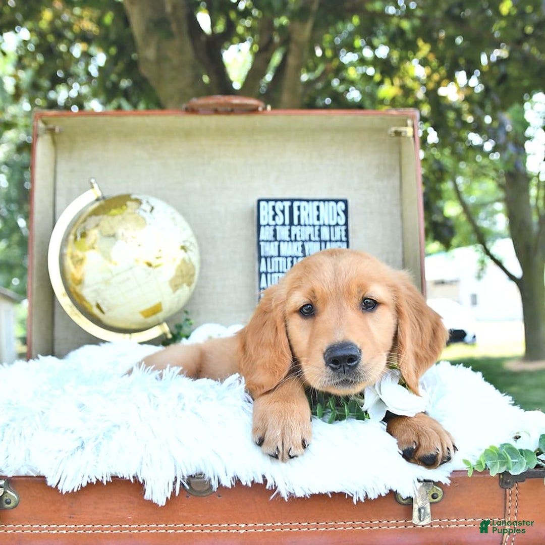 Golden Retriever dogs for sale: Adam - Image 7