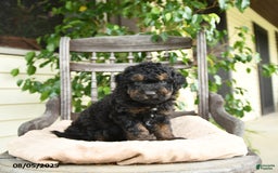  dogs for sale: Mini Goldendoodle 2 puppies - Image 1