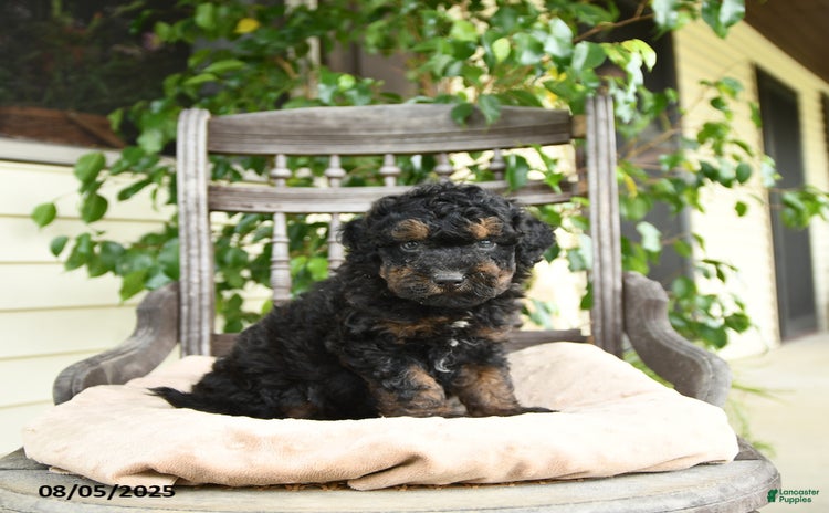 Mini Goldendoodle dogs for sale - Ad 5