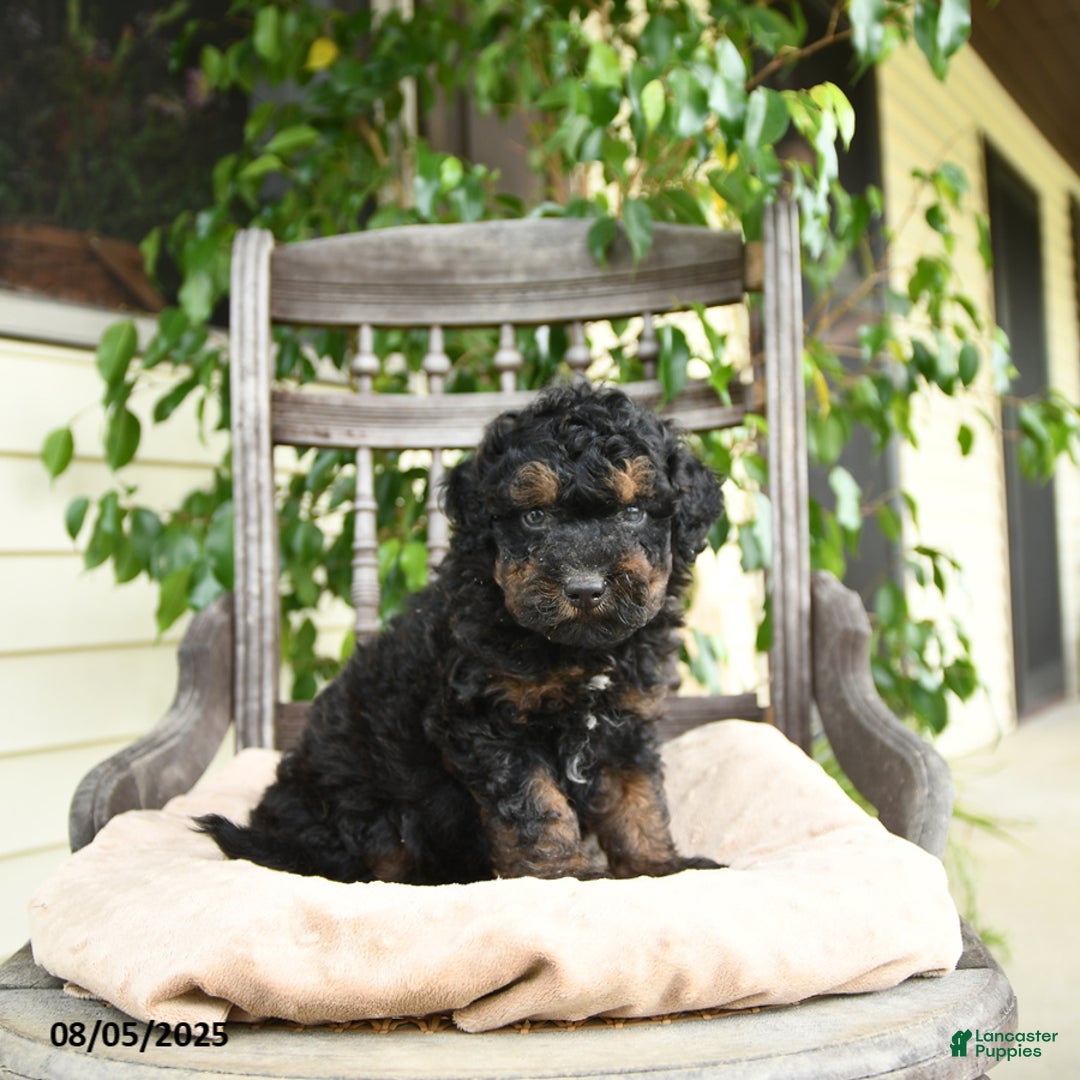  dogs for sale: Mini Goldendoodle 2 puppies - Image 1