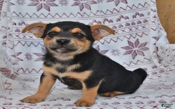 Welsh Corgi Pembroke dogs for sale: Jack - Image 3
