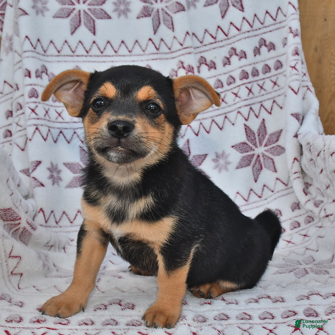 Welsh Corgi Pembroke dogs for sale: Jack - Image 3
