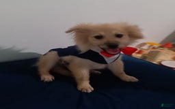 Pomeranian dogs for sale: Coconut - Image 6