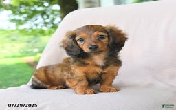 Miniature Dachshund dogs for sale: Asher - Image 2