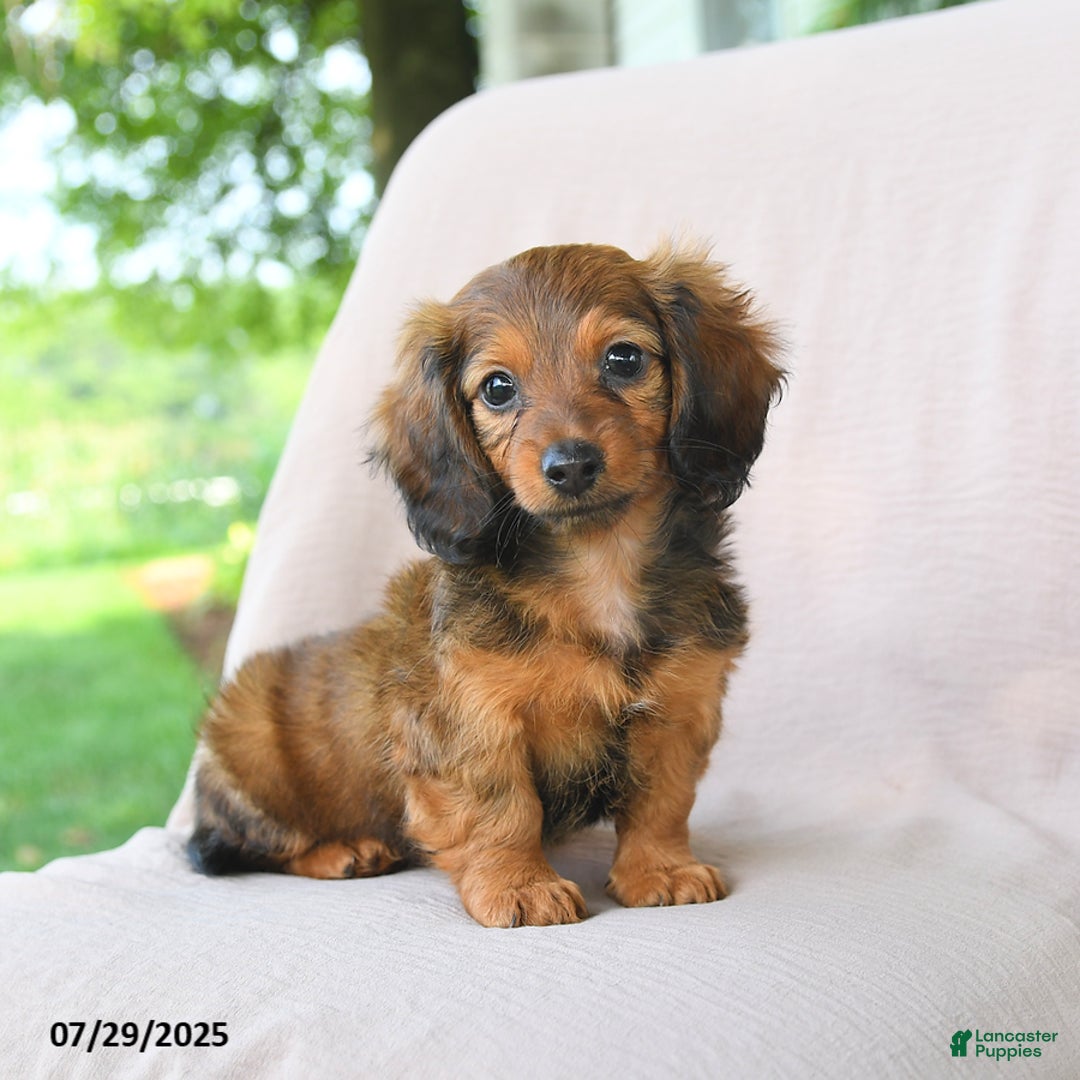 Miniature Dachshund dogs for sale: Asher - Image 2
