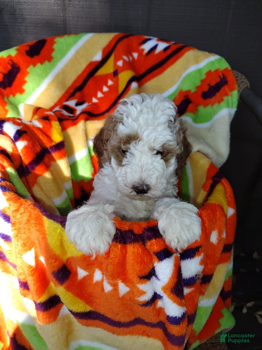Mini Goldendoodle dogs for sale: Tippy - Image 1