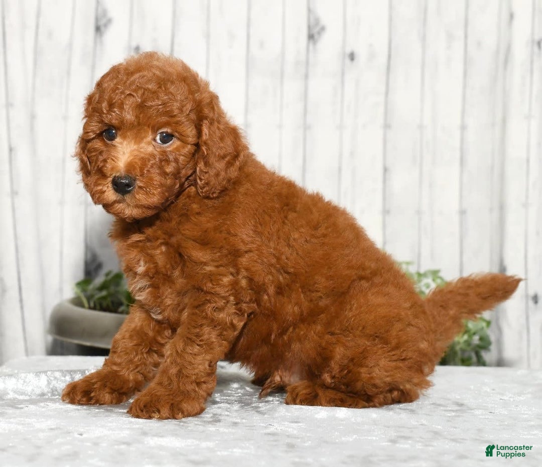 Miniature Poodle dogs for sale: Zeke - Image 9