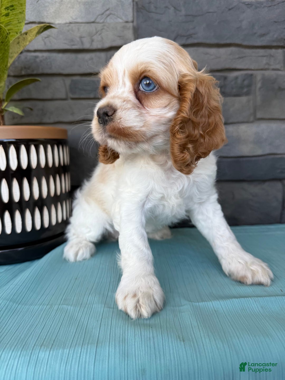 Cocker Spaniel dogs for sale: Twila - Image 8