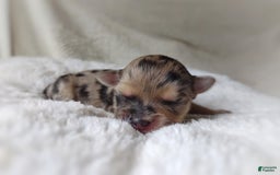 Morkie dogs for sale: Rare Merle Dragonfly - Image 11