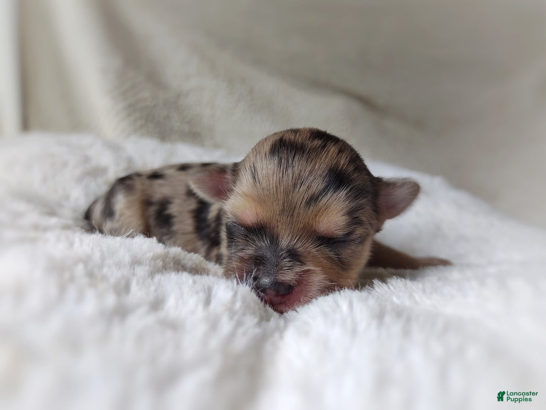 Morkie dogs for sale: Rare Merle Dragonfly - Image 11