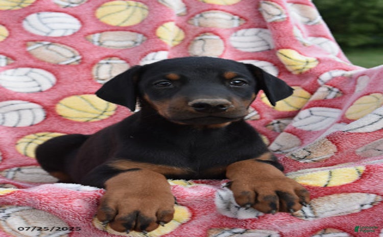 Doberman Pinscher dogs for sale - Ad 5