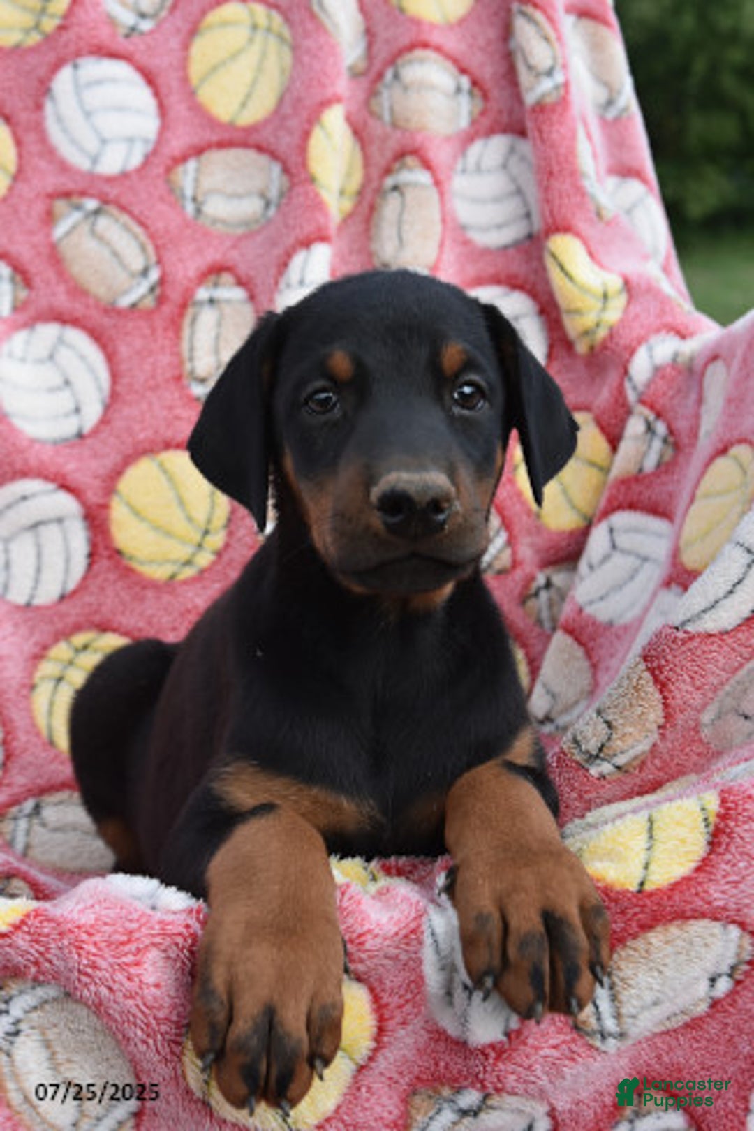 Doberman Pinscher dogs for sale: Biscuit - Image 1